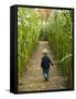 A young boy wanders a corn maze at the Moulton Farm, Meredith, New Hampshire, USA-Jerry & Marcy Monkman-Framed Stretched Canvas