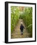 A young boy wanders a corn maze at the Moulton Farm, Meredith, New Hampshire, USA-Jerry & Marcy Monkman-Framed Photographic Print