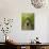 A young boy wanders a corn maze at the Moulton Farm, Meredith, New Hampshire, USA-Jerry & Marcy Monkman-Photographic Print displayed on a wall