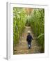 A young boy wanders a corn maze at the Moulton Farm, Meredith, New Hampshire, USA-Jerry & Marcy Monkman-Framed Photographic Print