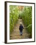 A young boy wanders a corn maze at the Moulton Farm, Meredith, New Hampshire, USA-Jerry & Marcy Monkman-Framed Photographic Print