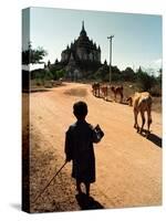 A Young Burmese Boy Tends His Family's Cows Near the Thatbinnyu Temple-null-Stretched Canvas