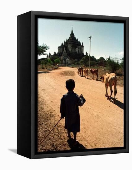 A Young Burmese Boy Tends His Family's Cows Near the Thatbinnyu Temple-null-Framed Stretched Canvas