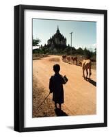 A Young Burmese Boy Tends His Family's Cows Near the Thatbinnyu Temple-null-Framed Photographic Print