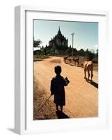 A Young Burmese Boy Tends His Family's Cows Near the Thatbinnyu Temple-null-Framed Photographic Print