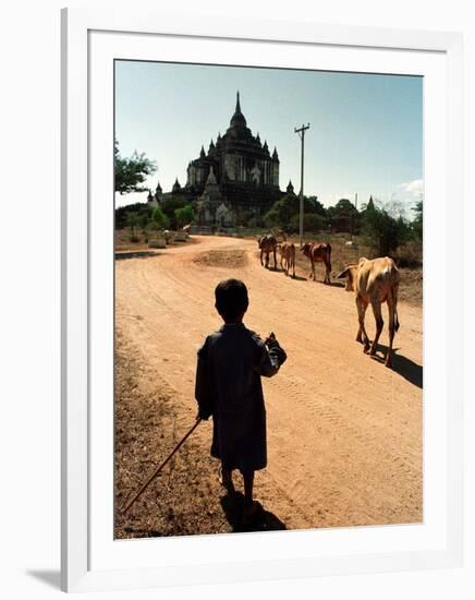 A Young Burmese Boy Tends His Family's Cows Near the Thatbinnyu Temple-null-Framed Photographic Print