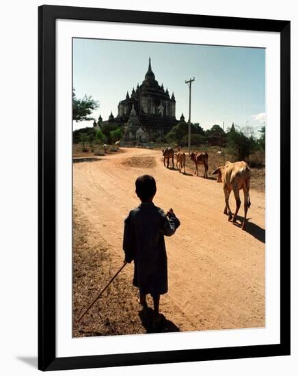 A Young Burmese Boy Tends His Family's Cows Near the Thatbinnyu Temple-null-Framed Photographic Print