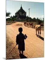 A Young Burmese Boy Tends His Family's Cows Near the Thatbinnyu Temple-null-Mounted Photographic Print
