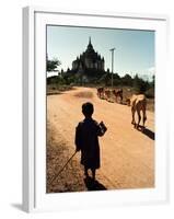 A Young Burmese Boy Tends His Family's Cows Near the Thatbinnyu Temple-null-Framed Photographic Print