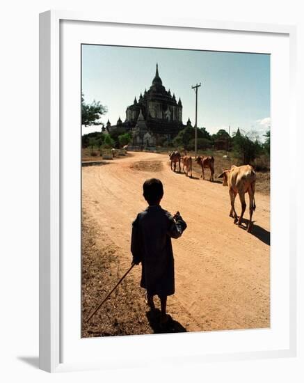 A Young Burmese Boy Tends His Family's Cows Near the Thatbinnyu Temple-null-Framed Photographic Print