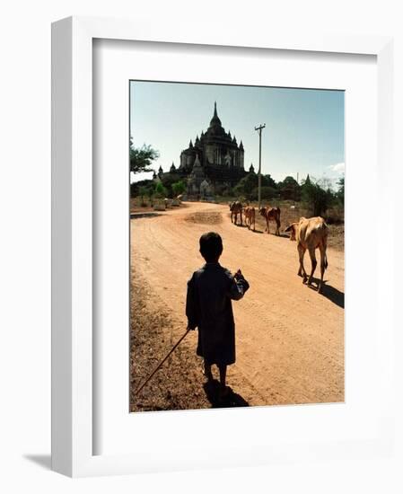 A Young Burmese Boy Tends His Family's Cows Near the Thatbinnyu Temple-null-Framed Photographic Print