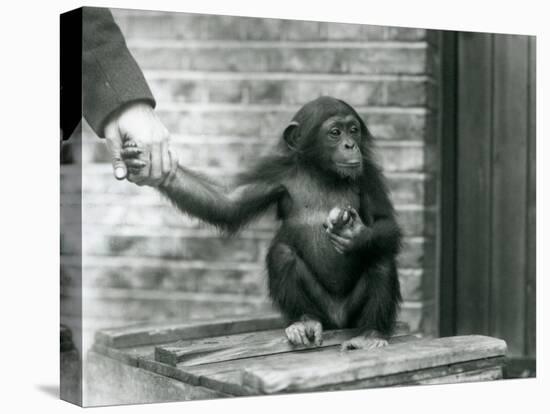 A Young Chimpanzee Holding the Hand of a Keeper While Sitting on a Wooden Crate, London Zoo, June 1-Frederick William Bond-Stretched Canvas