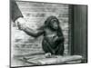A Young Chimpanzee Holding the Hand of a Keeper While Sitting on a Wooden Crate, London Zoo, June 1-Frederick William Bond-Mounted Giclee Print