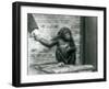 A Young Chimpanzee Holding the Hand of a Keeper While Sitting on a Wooden Crate, London Zoo, June 1-Frederick William Bond-Framed Giclee Print