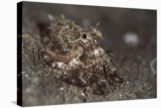 A Young Day Octopus on Black Volcanic Sand-Stocktrek Images-Stretched Canvas