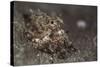 A Young Day Octopus on Black Volcanic Sand-Stocktrek Images-Stretched Canvas