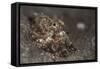 A Young Day Octopus on Black Volcanic Sand-Stocktrek Images-Framed Stretched Canvas