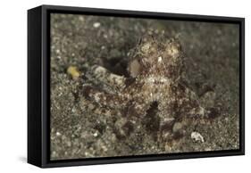 A Young Day Octopus on Black Volcanic Sand-Stocktrek Images-Framed Stretched Canvas
