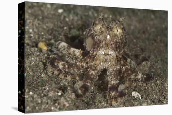 A Young Day Octopus on Black Volcanic Sand-Stocktrek Images-Stretched Canvas