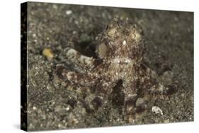 A Young Day Octopus on Black Volcanic Sand-Stocktrek Images-Stretched Canvas