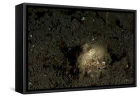 A Young Day Octopus on Black Volcanic Sand-Stocktrek Images-Framed Stretched Canvas