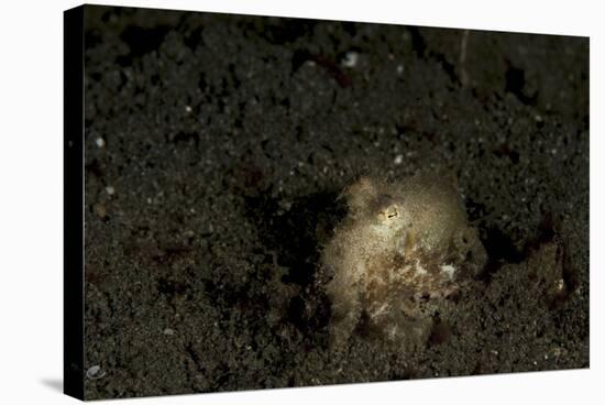 A Young Day Octopus on Black Volcanic Sand-Stocktrek Images-Stretched Canvas