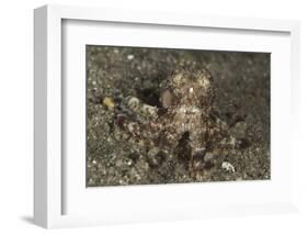 A Young Day Octopus on Black Volcanic Sand-Stocktrek Images-Framed Photographic Print