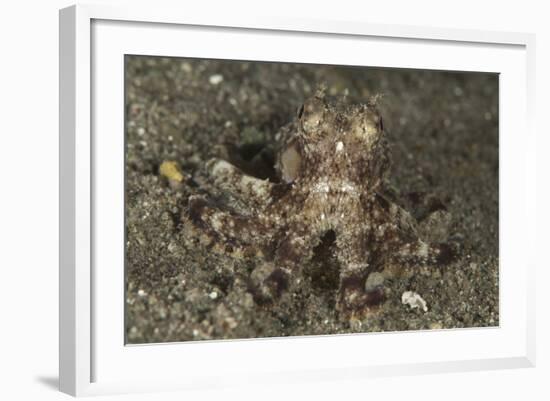 A Young Day Octopus on Black Volcanic Sand-Stocktrek Images-Framed Photographic Print