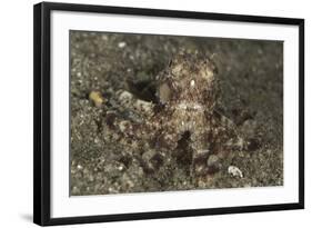 A Young Day Octopus on Black Volcanic Sand-Stocktrek Images-Framed Photographic Print