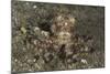 A Young Day Octopus on Black Volcanic Sand-Stocktrek Images-Mounted Photographic Print