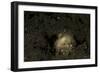 A Young Day Octopus on Black Volcanic Sand-Stocktrek Images-Framed Photographic Print