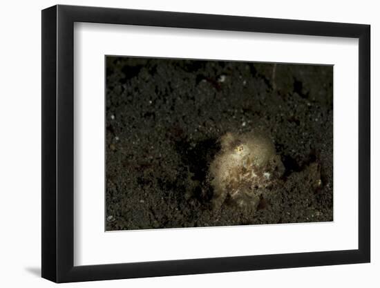 A Young Day Octopus on Black Volcanic Sand-Stocktrek Images-Framed Photographic Print