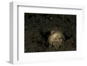 A Young Day Octopus on Black Volcanic Sand-Stocktrek Images-Framed Photographic Print