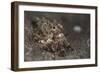 A Young Day Octopus on Black Volcanic Sand-Stocktrek Images-Framed Photographic Print