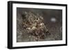 A Young Day Octopus on Black Volcanic Sand-Stocktrek Images-Framed Photographic Print