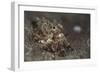 A Young Day Octopus on Black Volcanic Sand-Stocktrek Images-Framed Photographic Print