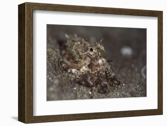 A Young Day Octopus on Black Volcanic Sand-Stocktrek Images-Framed Photographic Print