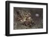 A Young Day Octopus on Black Volcanic Sand-Stocktrek Images-Framed Photographic Print