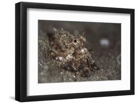 A Young Day Octopus on Black Volcanic Sand-Stocktrek Images-Framed Photographic Print