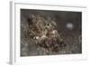 A Young Day Octopus on Black Volcanic Sand-Stocktrek Images-Framed Photographic Print