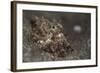 A Young Day Octopus on Black Volcanic Sand-Stocktrek Images-Framed Photographic Print