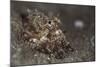 A Young Day Octopus on Black Volcanic Sand-Stocktrek Images-Mounted Photographic Print