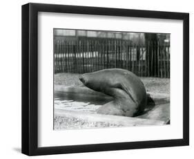 A Young Elephant Seal Reaching Backwards, London Zoo, 1930 (B/W Photo)-Frederick William Bond-Framed Giclee Print