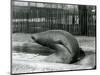 A Young Elephant Seal Reaching Backwards, London Zoo, 1930 (B/W Photo)-Frederick William Bond-Mounted Giclee Print