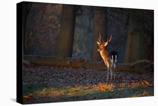 A Young Fallow Deer, Illuminated by the Early Morning Orange Sunrise, Looks Back-Alex Saberi-Stretched Canvas