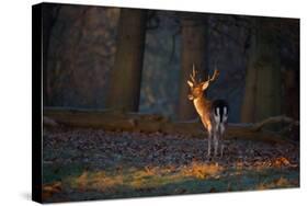 A Young Fallow Deer, Illuminated by the Early Morning Orange Sunrise, Looks Back-Alex Saberi-Stretched Canvas