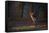 A Young Fallow Deer, Illuminated by the Early Morning Orange Sunrise, Looks Back-Alex Saberi-Framed Stretched Canvas