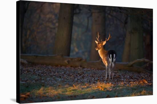 A Young Fallow Deer, Illuminated by the Early Morning Orange Sunrise, Looks Back-Alex Saberi-Stretched Canvas