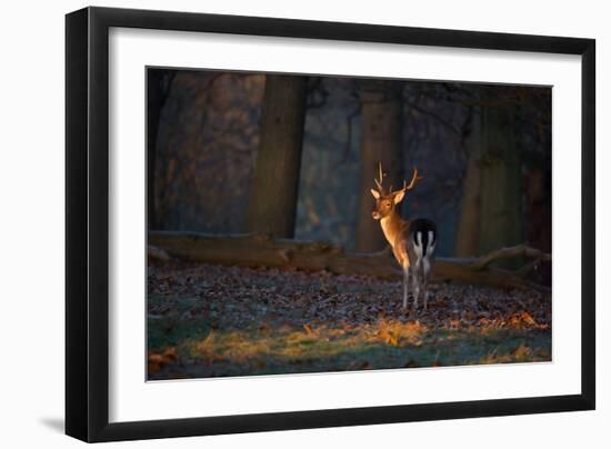 A Young Fallow Deer, Illuminated by the Early Morning Orange Sunrise, Looks Back-Alex Saberi-Framed Premium Photographic Print