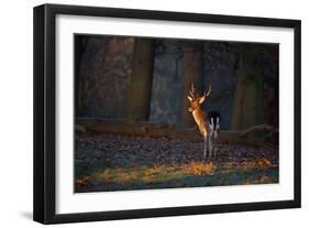 A Young Fallow Deer, Illuminated by the Early Morning Orange Sunrise, Looks Back-Alex Saberi-Framed Premium Photographic Print
